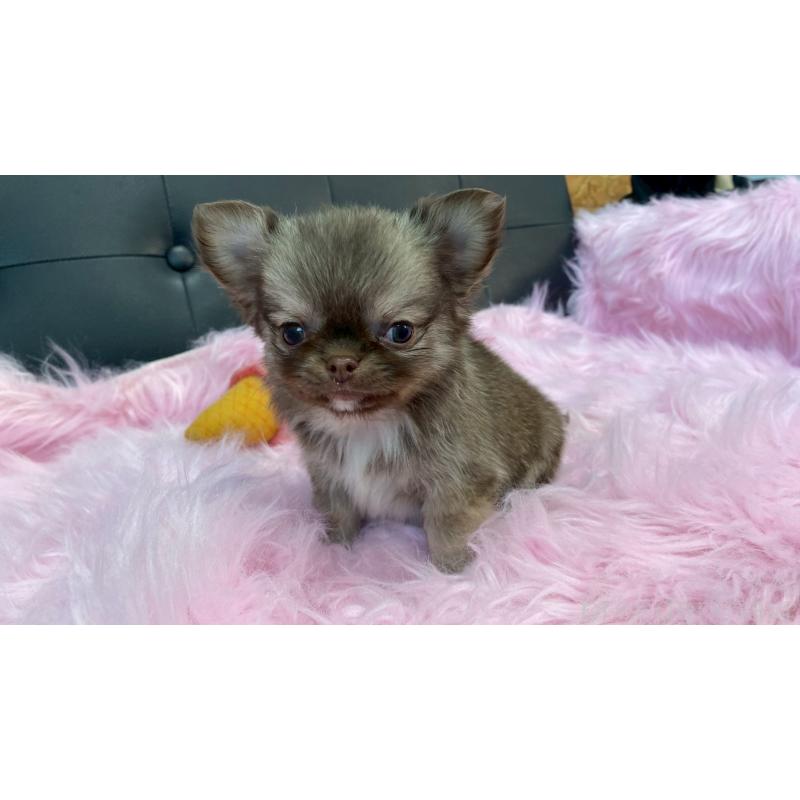 販売中の兵庫県のチワワ(ロングコート)-450564の9枚目