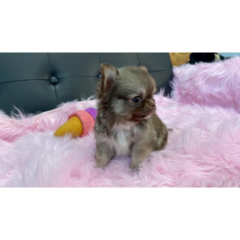 販売中の兵庫県のチワワ(ロングコート)-450564の7枚目