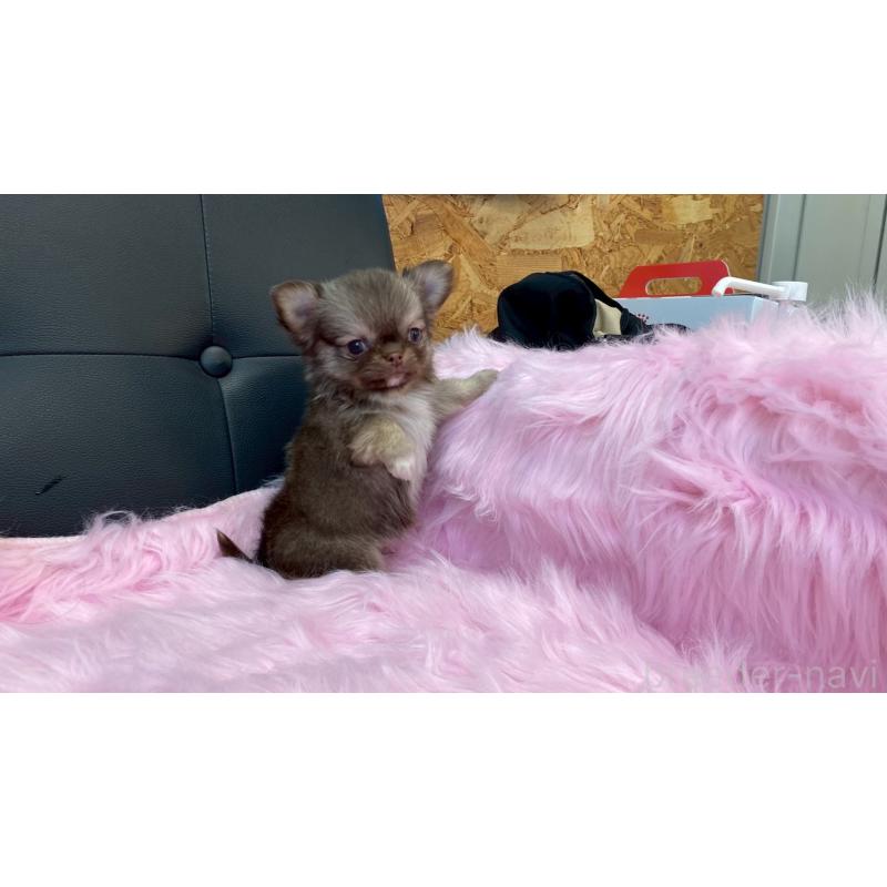 販売中の兵庫県のチワワ(ロングコート)-450564の3枚目