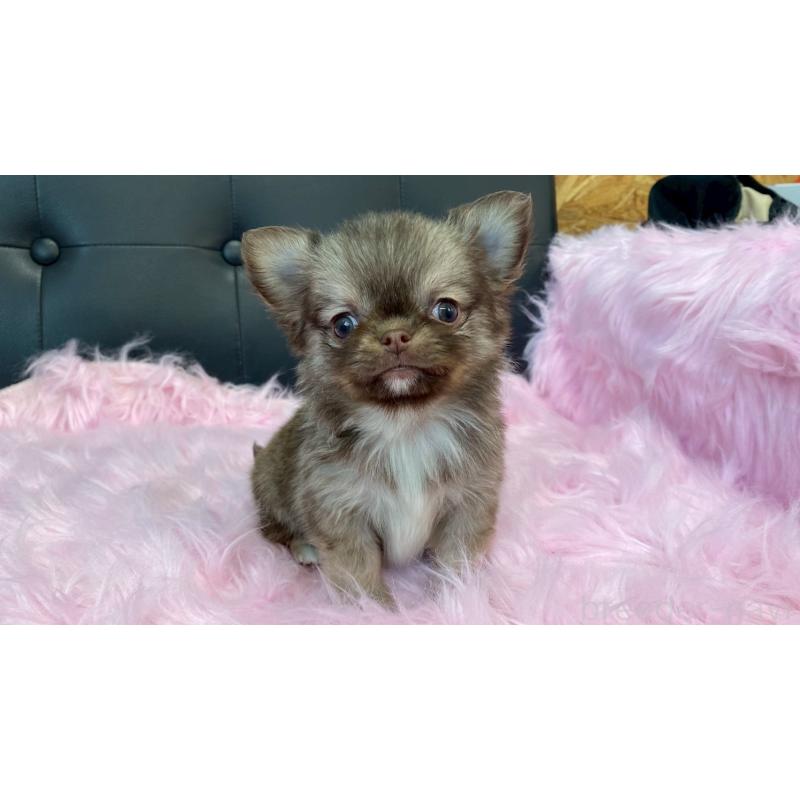 販売中の兵庫県のチワワ(ロングコート)-450564の2枚目