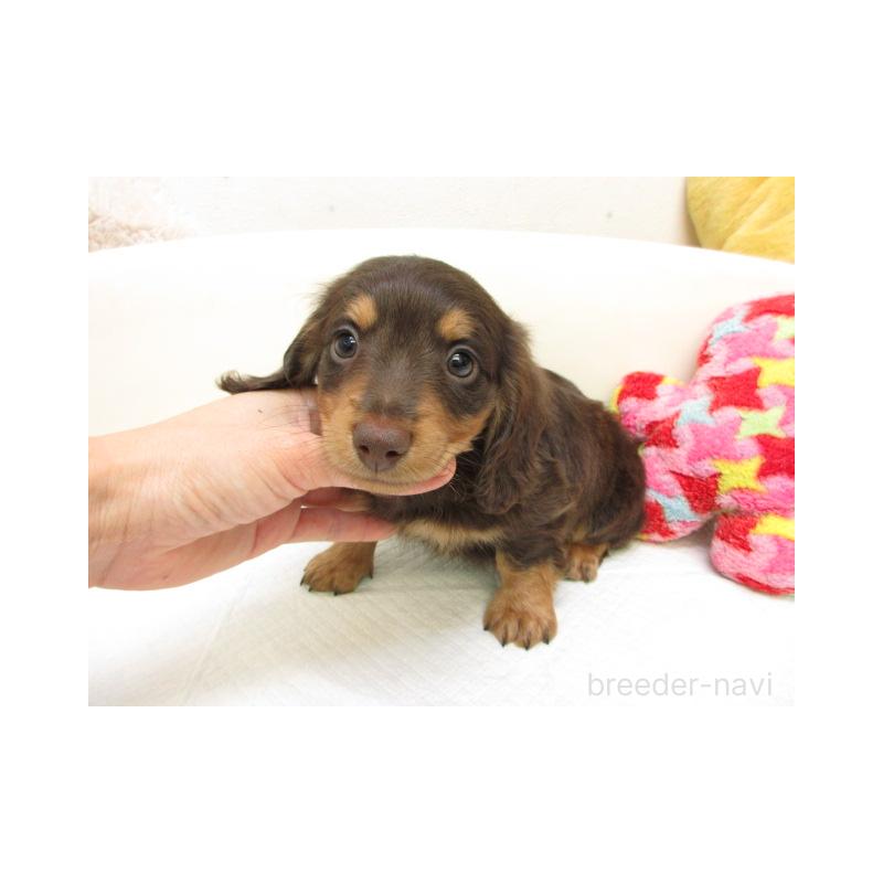 販売中の大阪府のミニチュアダックスフンド(ロングヘアード)-450565