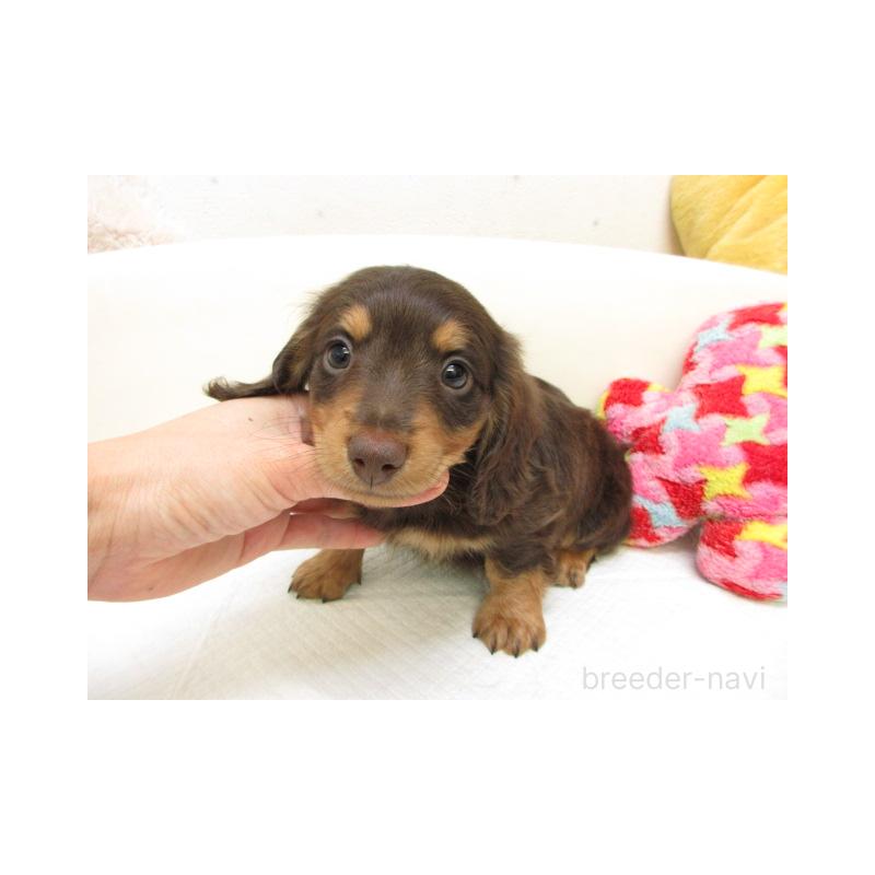 販売中の大阪府のミニチュアダックスフンド(ロングヘアード)-450565の2枚目