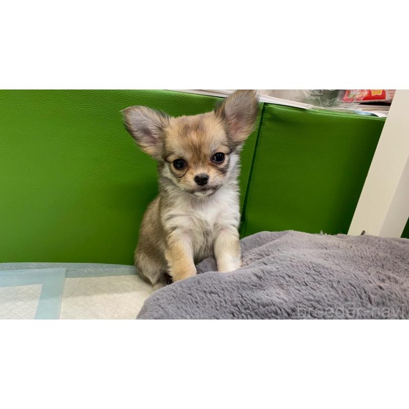 販売中の兵庫県のチワワ(ロングコート)-450567の11枚目