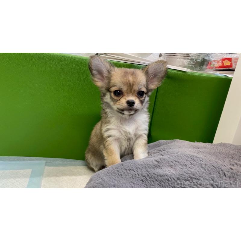 販売中の兵庫県のチワワ(ロングコート)-450567の10枚目