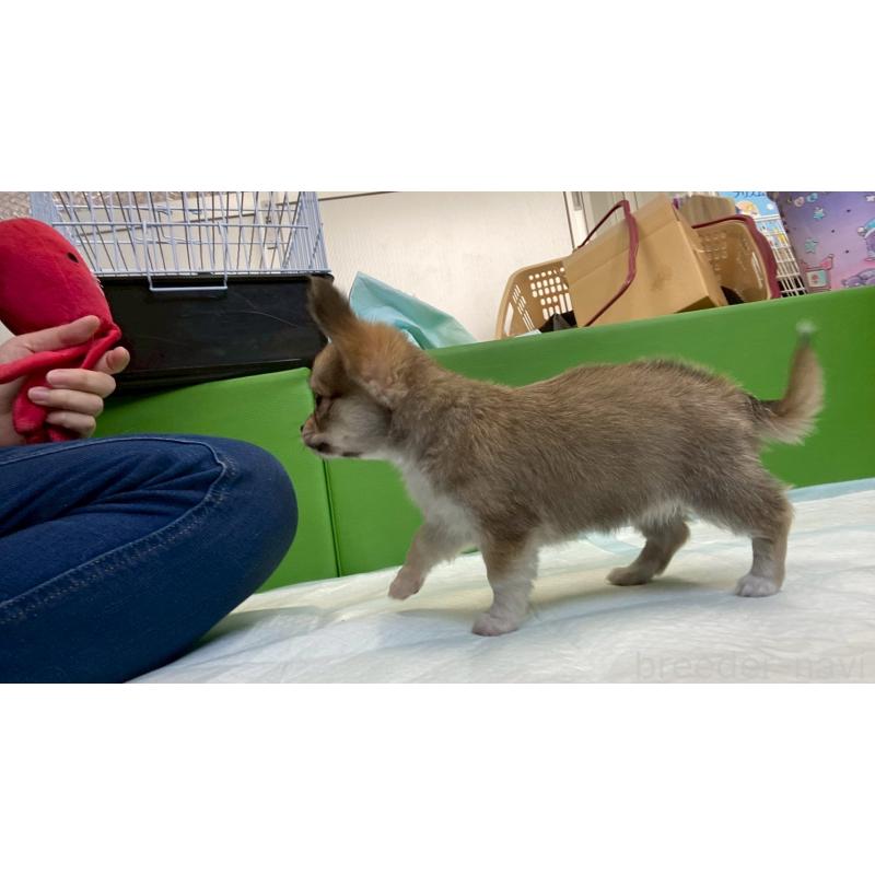 販売中の兵庫県のチワワ(ロングコート)-450567の9枚目