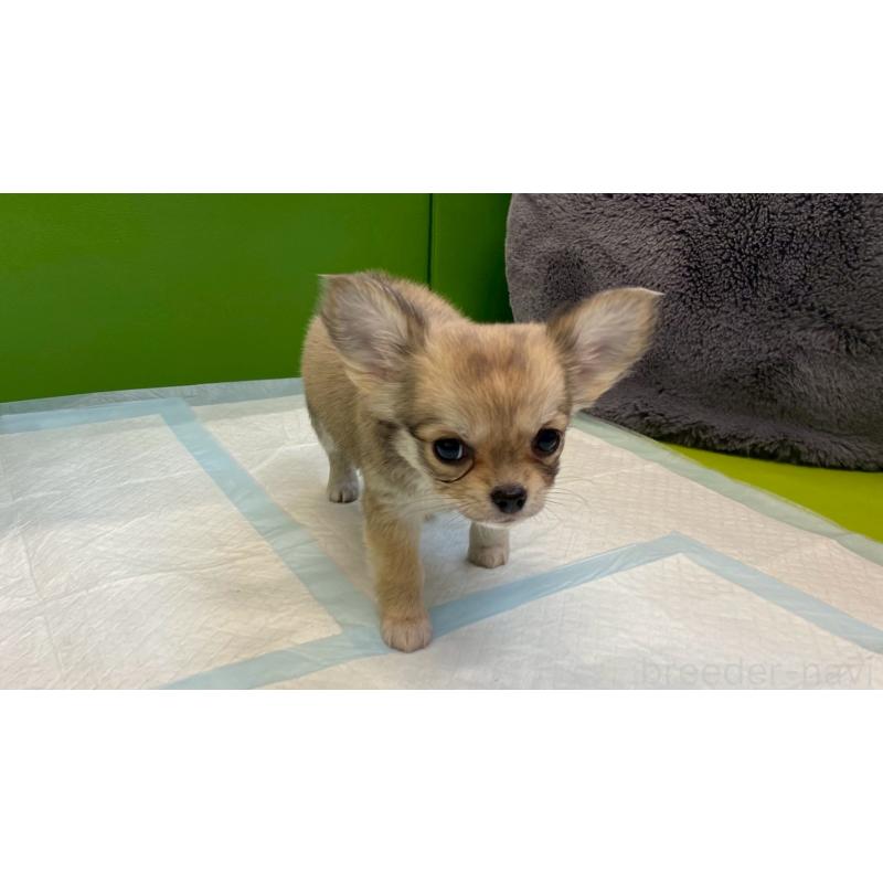 販売中の兵庫県のチワワ(ロングコート)-450567の8枚目