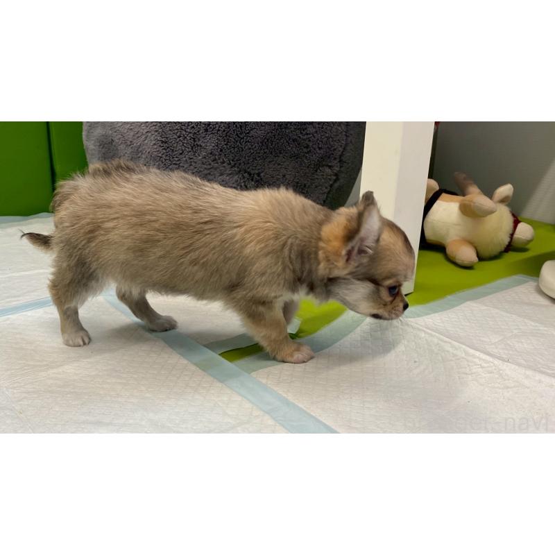 販売中の兵庫県のチワワ(ロングコート)-450567の7枚目