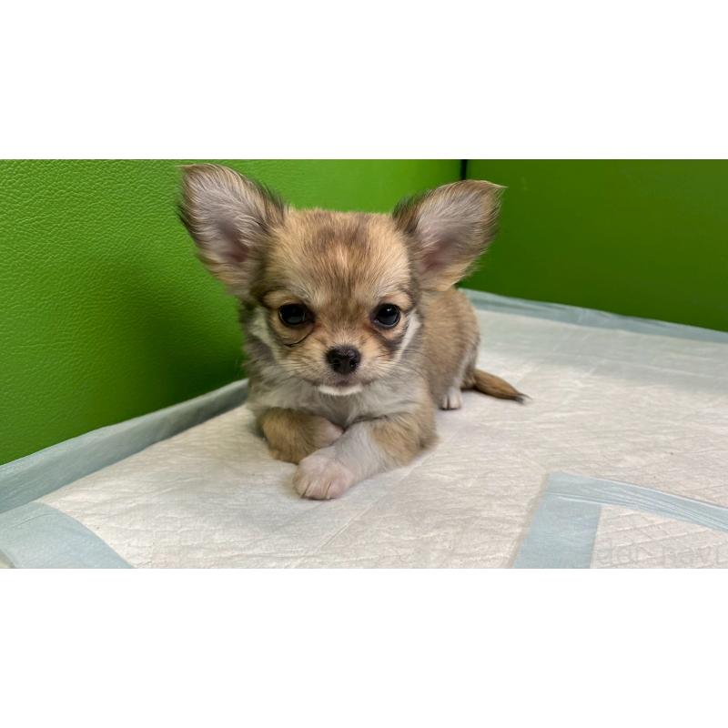 販売中の兵庫県のチワワ(ロングコート)-450567の5枚目