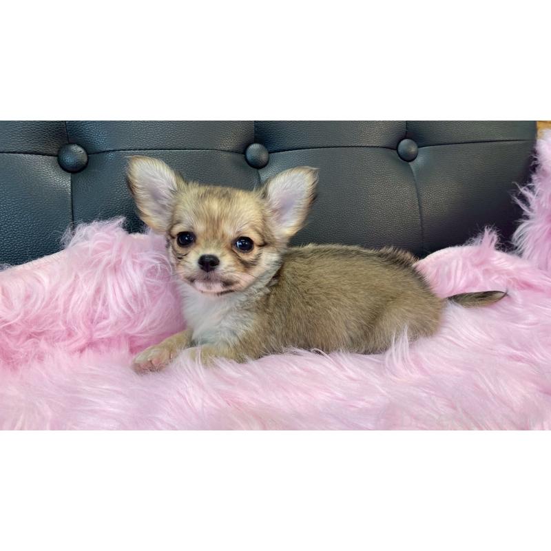 販売中の兵庫県のチワワ(ロングコート)-450567の2枚目