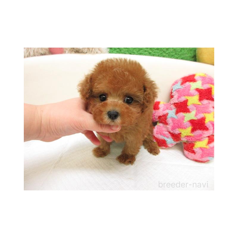 販売中の大阪府のトイプードル-450566の2枚目