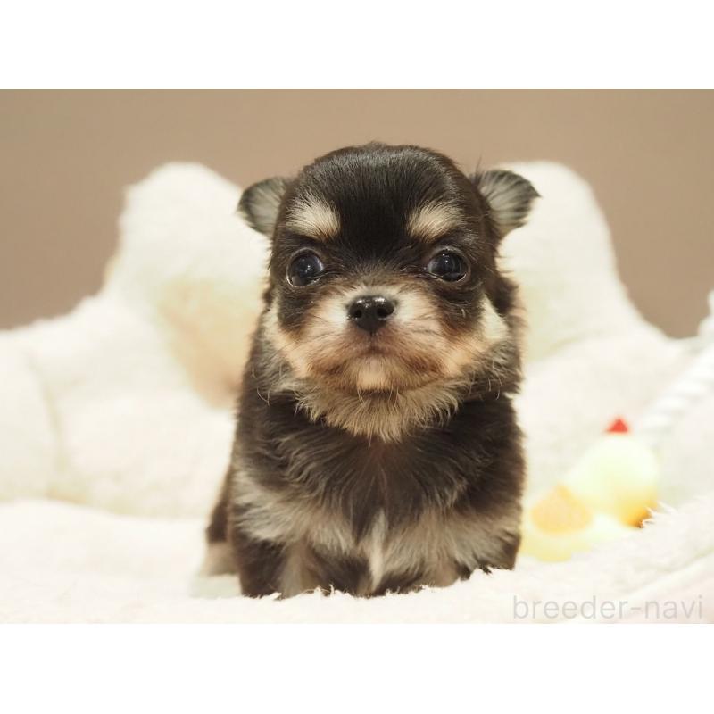 販売中の愛知県のチワワ(ロングコート)-450568の8枚目