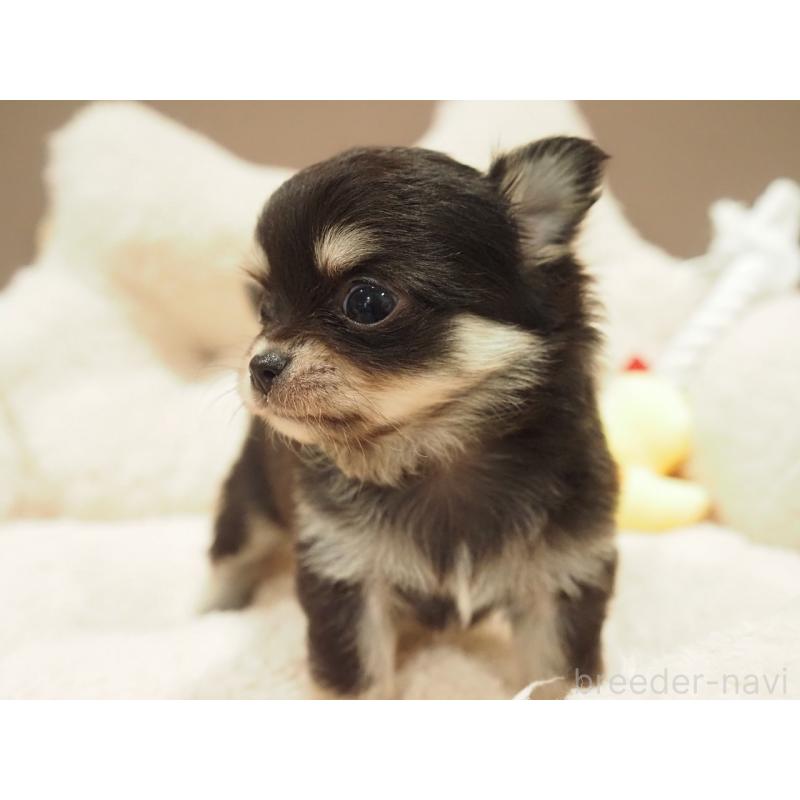 販売中の愛知県のチワワ(ロングコート)-450568の7枚目