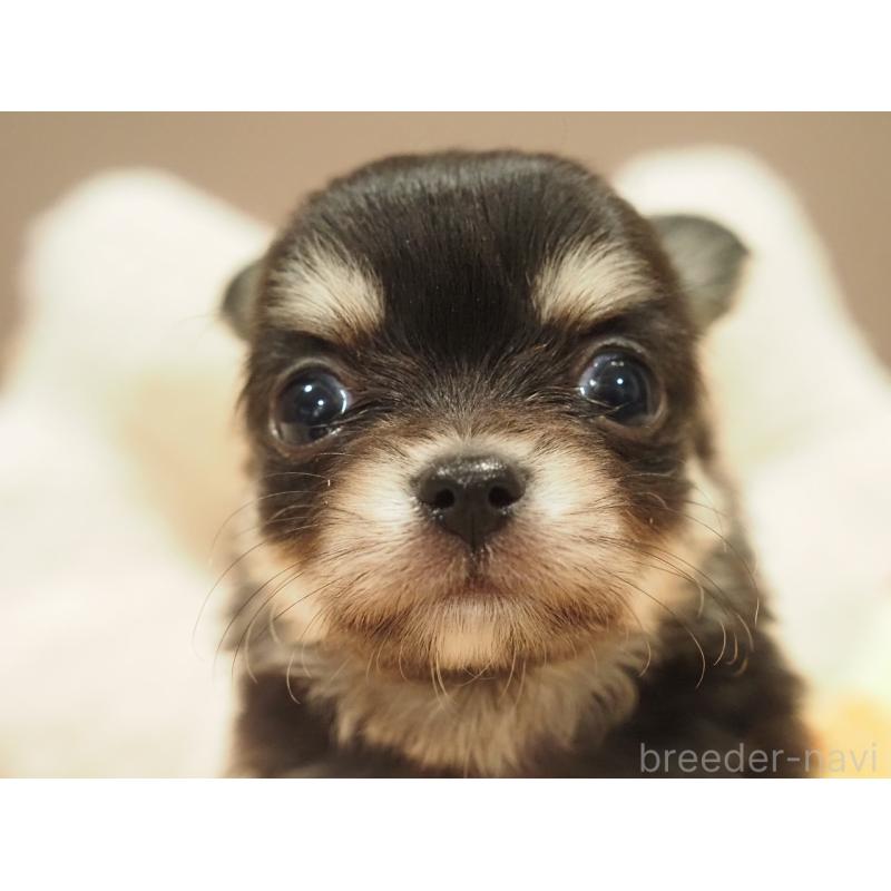 販売中の愛知県のチワワ(ロングコート)-450568の6枚目