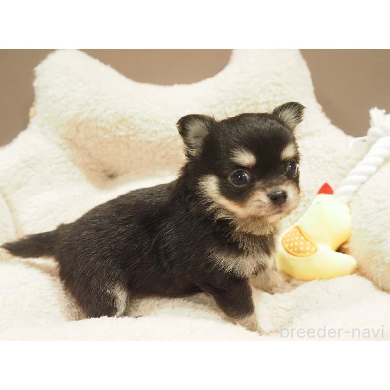 販売中の愛知県のチワワ(ロングコート)-450568の5枚目