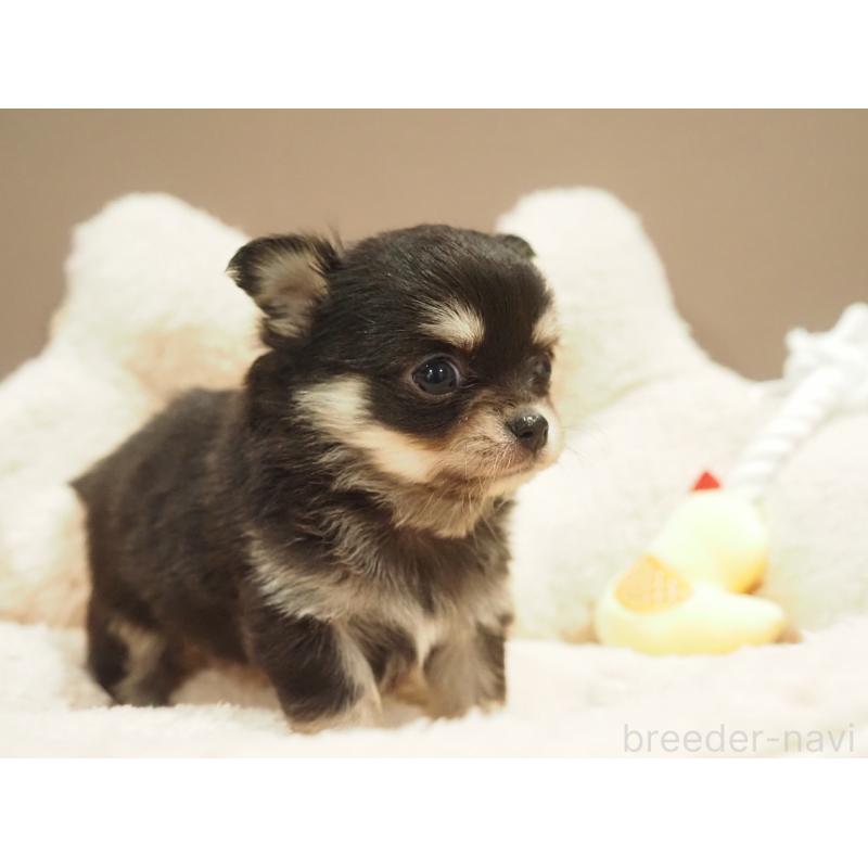 販売中の愛知県のチワワ(ロングコート)-450568の4枚目