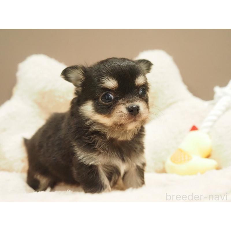 販売中の愛知県のチワワ(ロングコート)-450568の3枚目