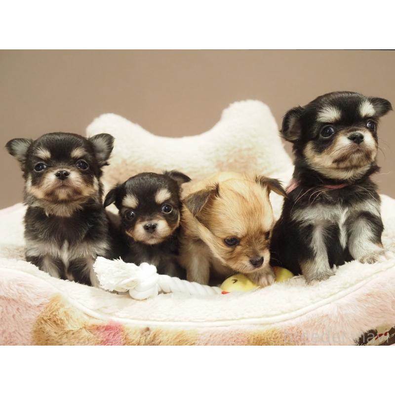 販売中の愛知県のチワワ(ロングコート)-450568の2枚目