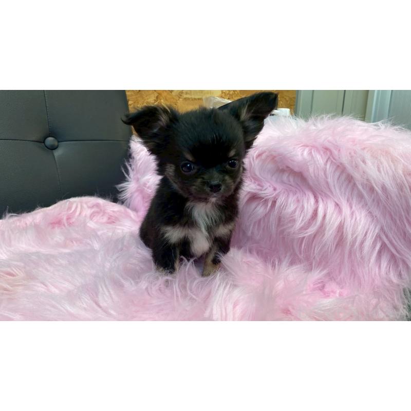 販売中の兵庫県のチワワ(ロングコート)-450569の11枚目