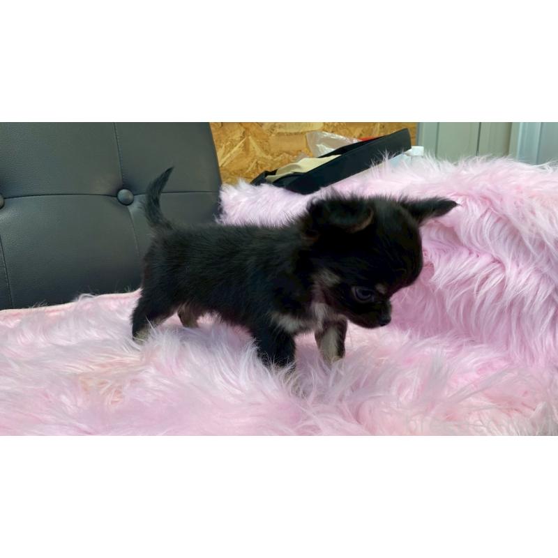 販売中の兵庫県のチワワ(ロングコート)-450569の10枚目