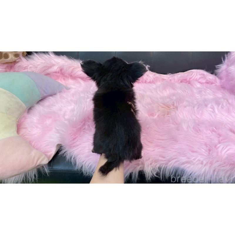 販売中の兵庫県のチワワ(ロングコート)-450569の9枚目