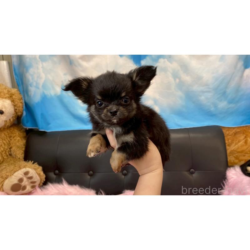 販売中の兵庫県のチワワ(ロングコート)-450569の8枚目