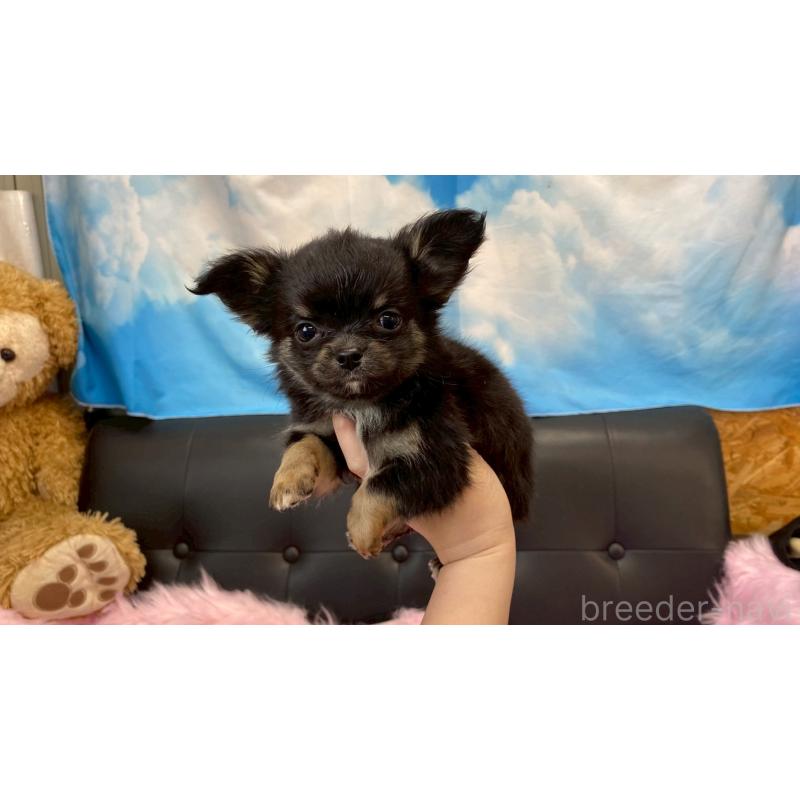 販売中の兵庫県のチワワ(ロングコート)-450569の7枚目