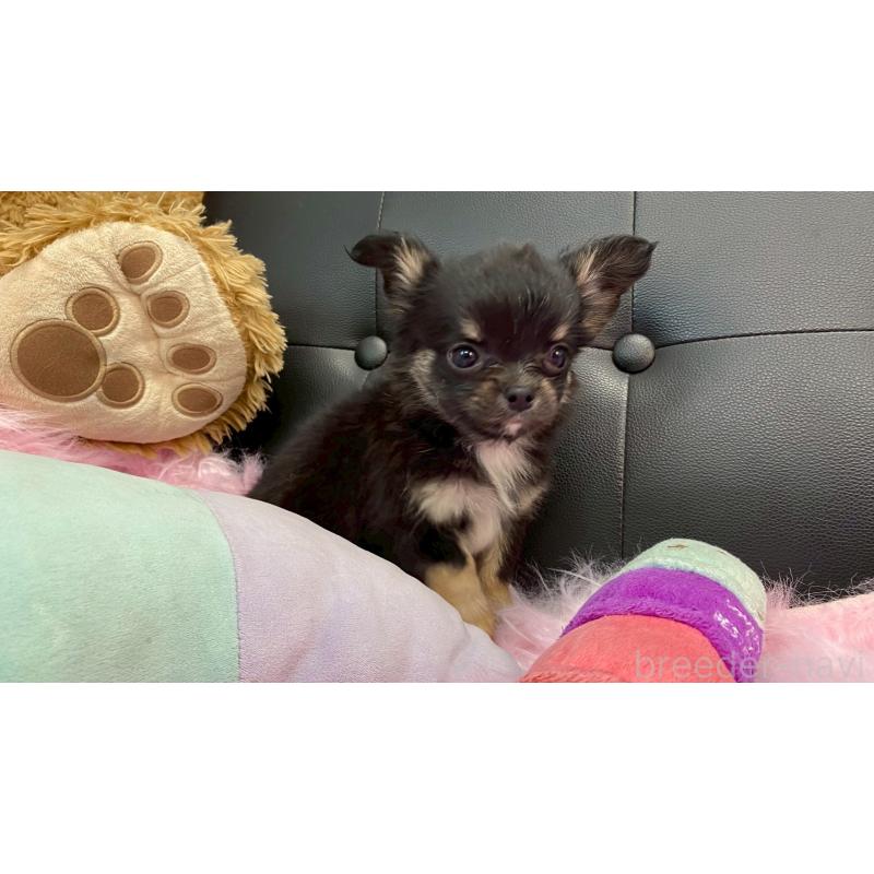 販売中の兵庫県のチワワ(ロングコート)-450569の5枚目