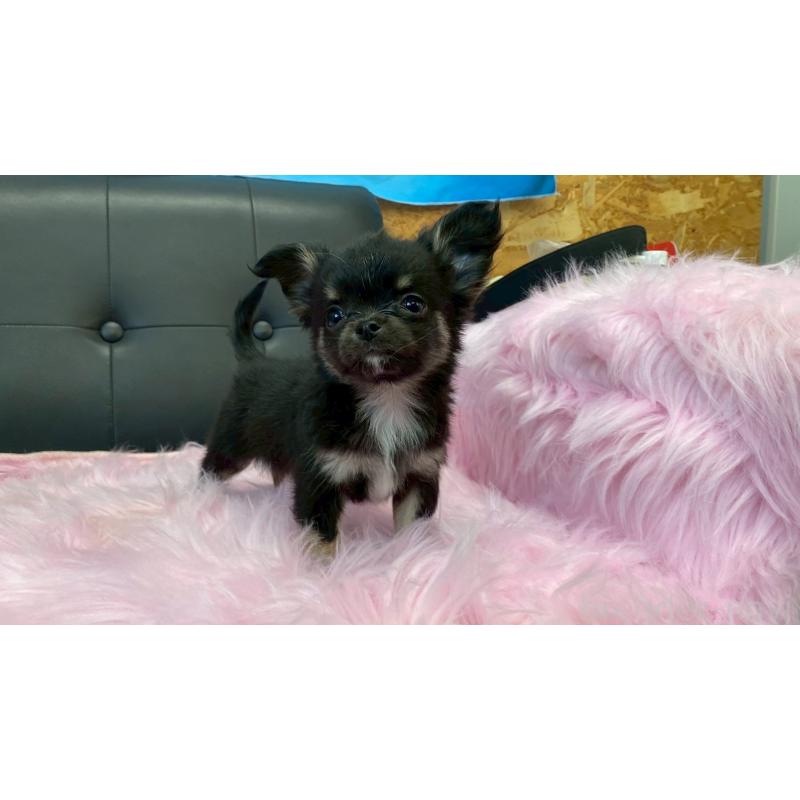 販売中の兵庫県のチワワ(ロングコート)-450569の4枚目