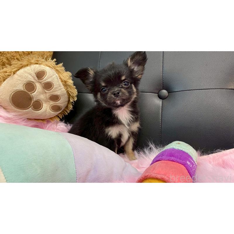 販売中の兵庫県のチワワ(ロングコート)-450569の3枚目