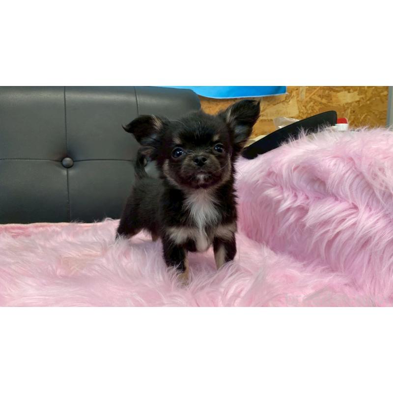 販売中の兵庫県のチワワ(ロングコート)-450569の2枚目