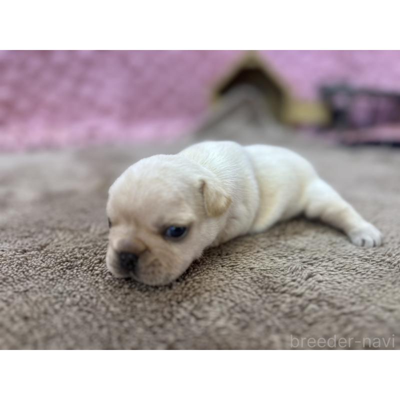 販売中の茨城県のフレンチブルドッグ-450570の1枚目