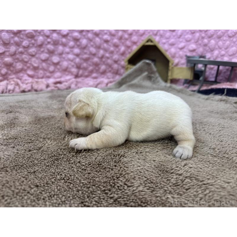 販売中の茨城県のフレンチブルドッグ-450570の11枚目