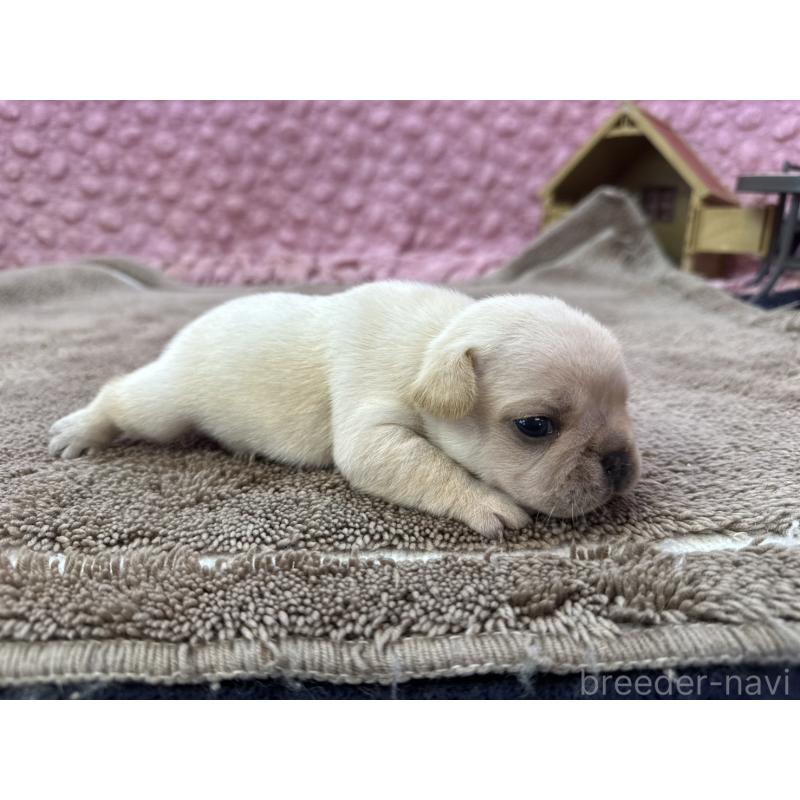 販売中の茨城県のフレンチブルドッグ-450570の9枚目