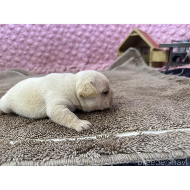 販売中の茨城県のフレンチブルドッグ-450570の8枚目