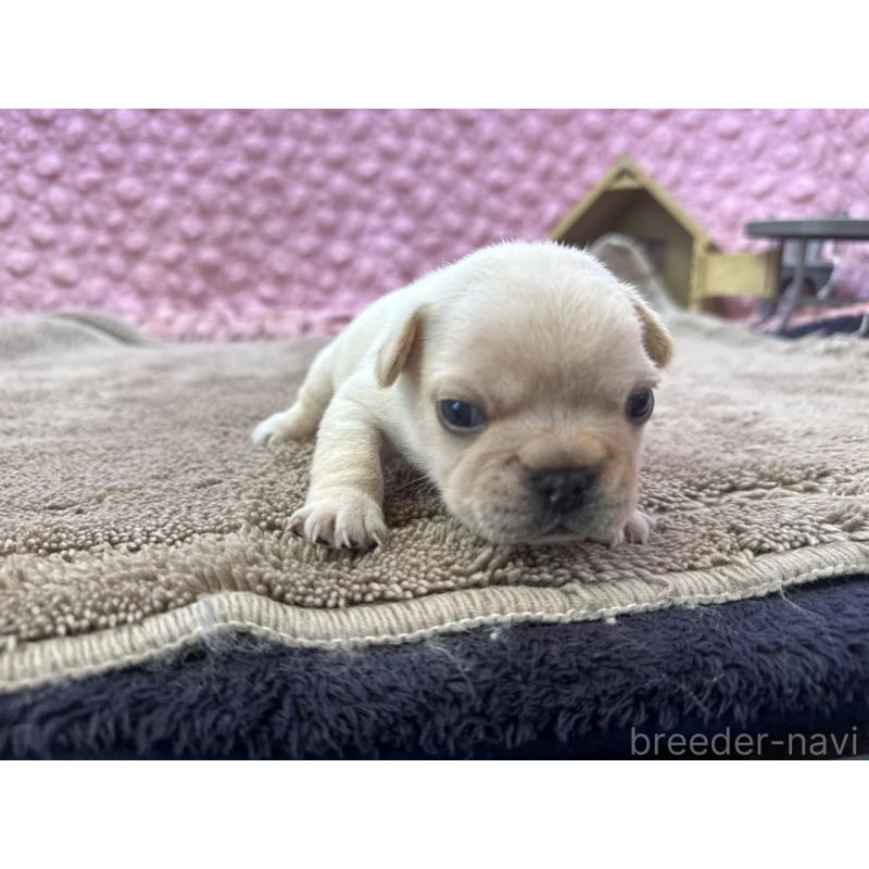 販売中の茨城県のフレンチブルドッグ-450570の7枚目