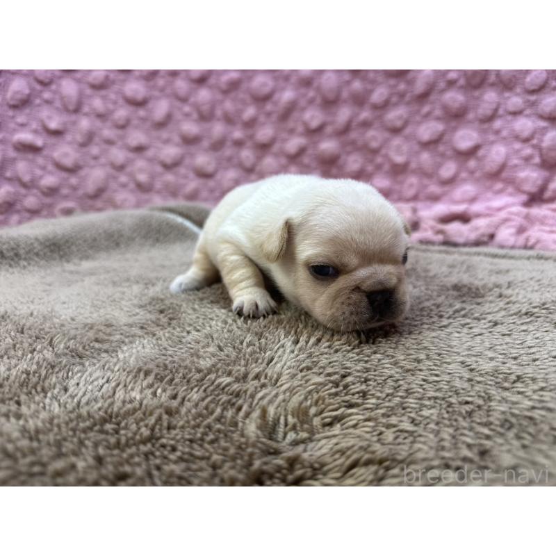 販売中の茨城県のフレンチブルドッグ-450570の6枚目