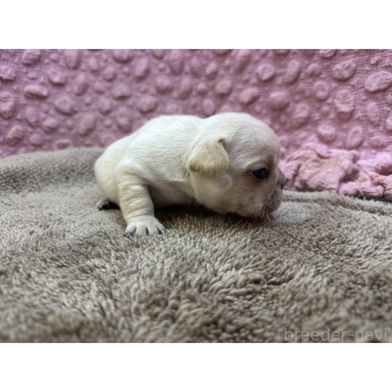 販売中の茨城県のフレンチブルドッグ-450570の5枚目