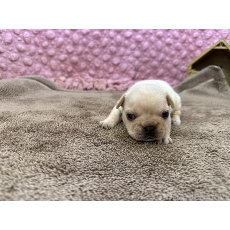 販売中の茨城県のフレンチブルドッグ-450570の3枚目