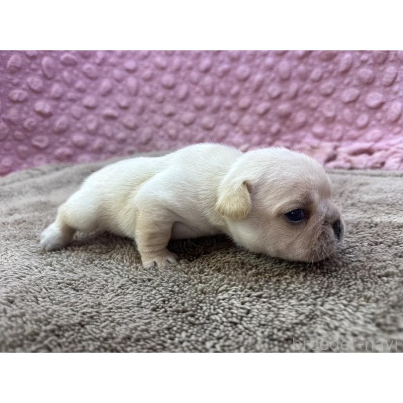 販売中の茨城県のフレンチブルドッグ-450570の2枚目