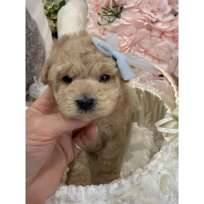 販売中の兵庫県のタイニープードル-450571