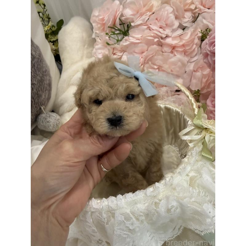 販売中の兵庫県のタイニープードル-450571の5枚目