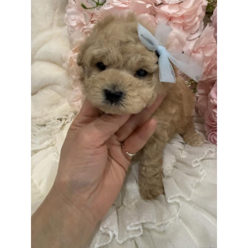 販売中の兵庫県のタイニープードル-450571の4枚目
