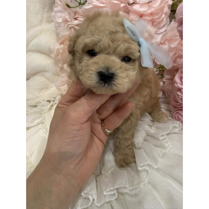 販売中の兵庫県のタイニープードル-450571の3枚目
