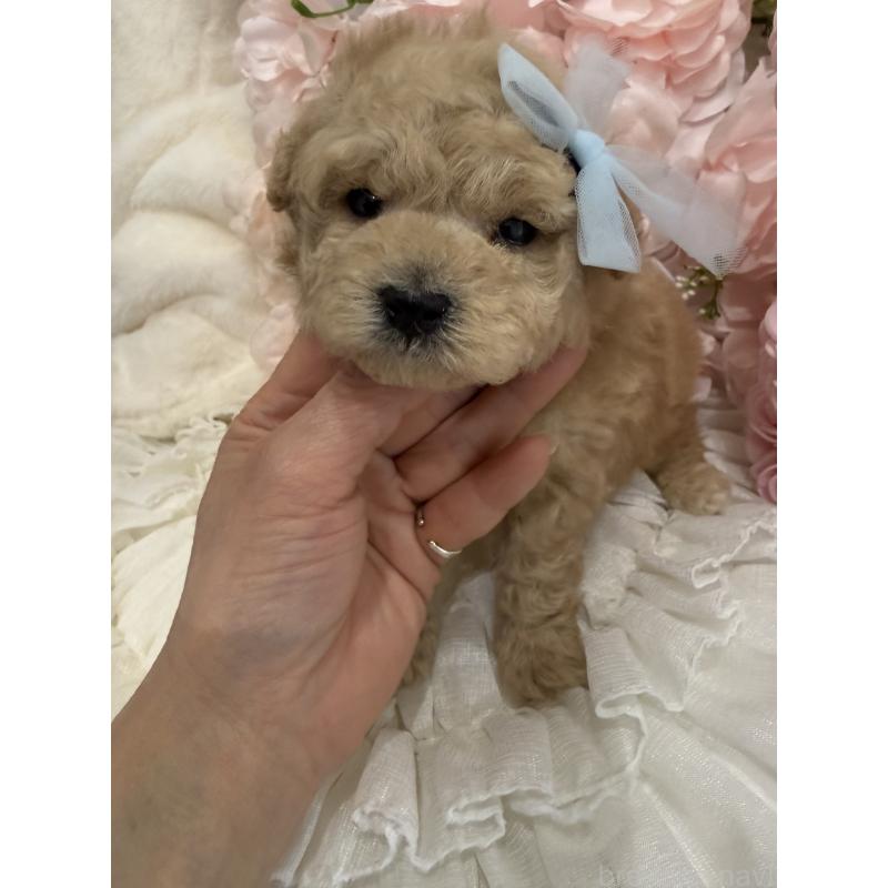 販売中の兵庫県のタイニープードル-450571の2枚目