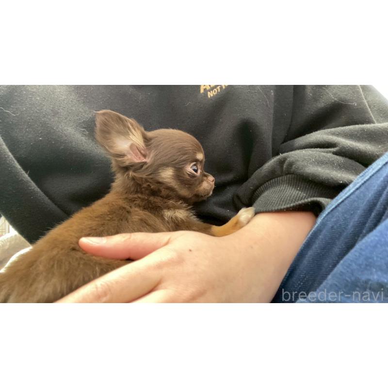 販売中の兵庫県のチワワ(ロングコート)-450572の11枚目