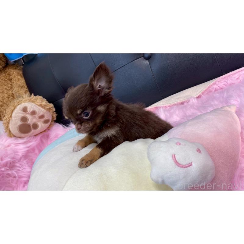 販売中の兵庫県のチワワ(ロングコート)-450572の10枚目