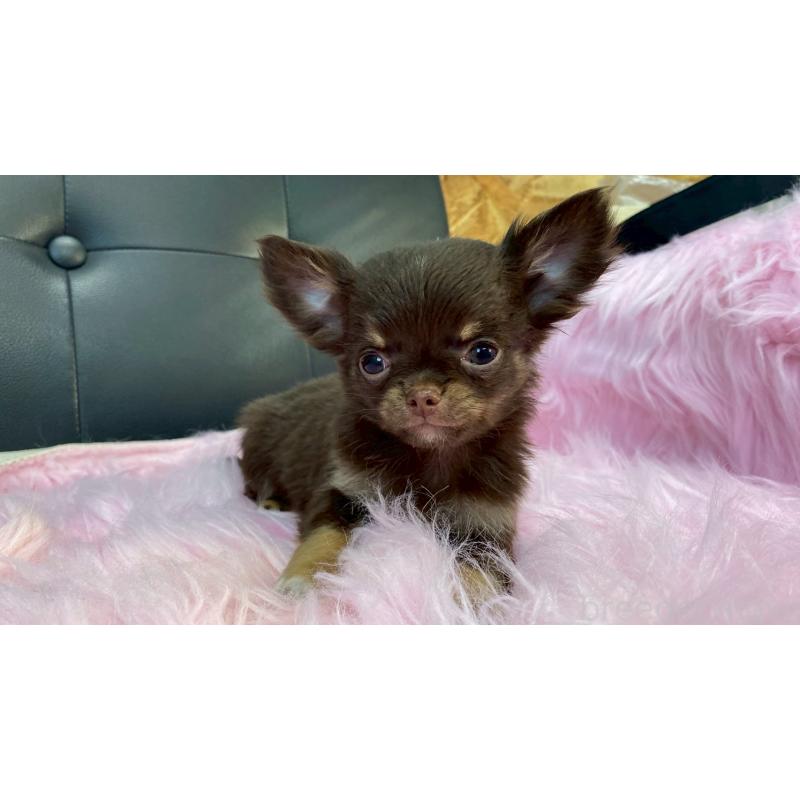 販売中の兵庫県のチワワ(ロングコート)-450572の8枚目