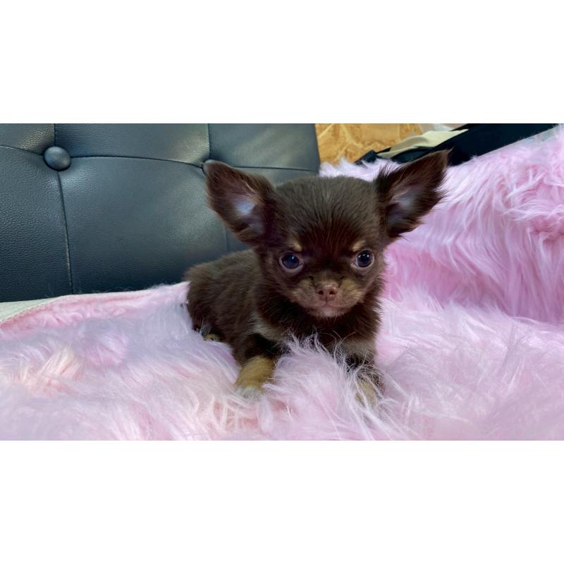 販売中の兵庫県のチワワ(ロングコート)-450572の7枚目