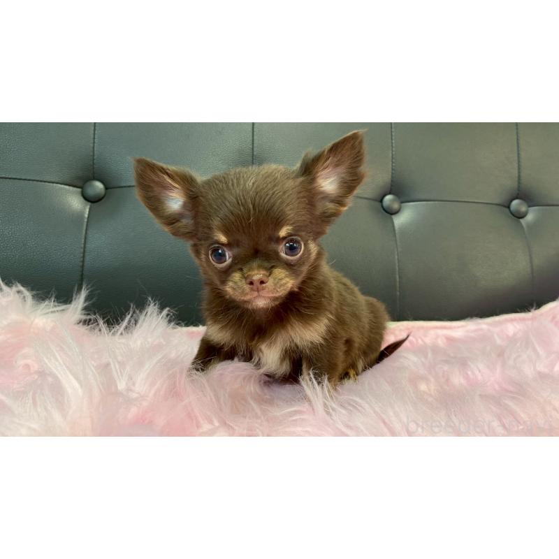 販売中の兵庫県のチワワ(ロングコート)-450572の6枚目