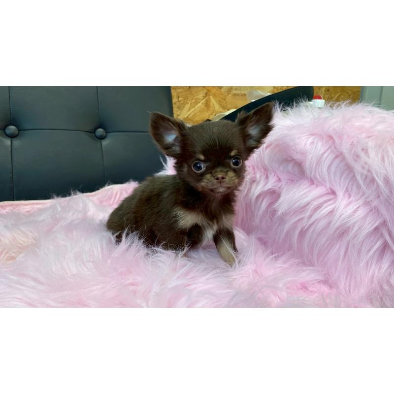 販売中の兵庫県のチワワ(ロングコート)-450572の5枚目